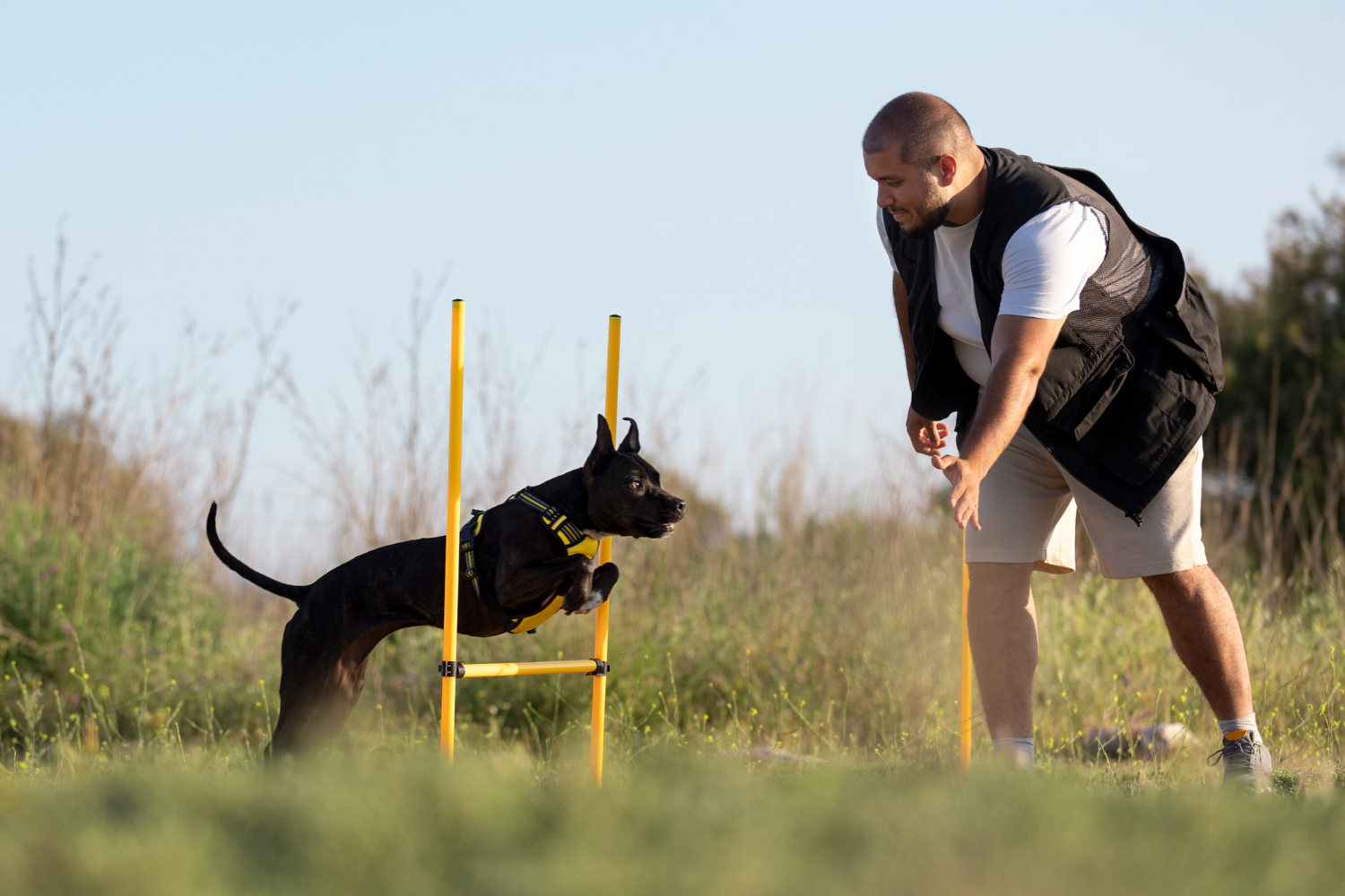 Trainer working with a dog during a professional dog training session in Monument, CO.