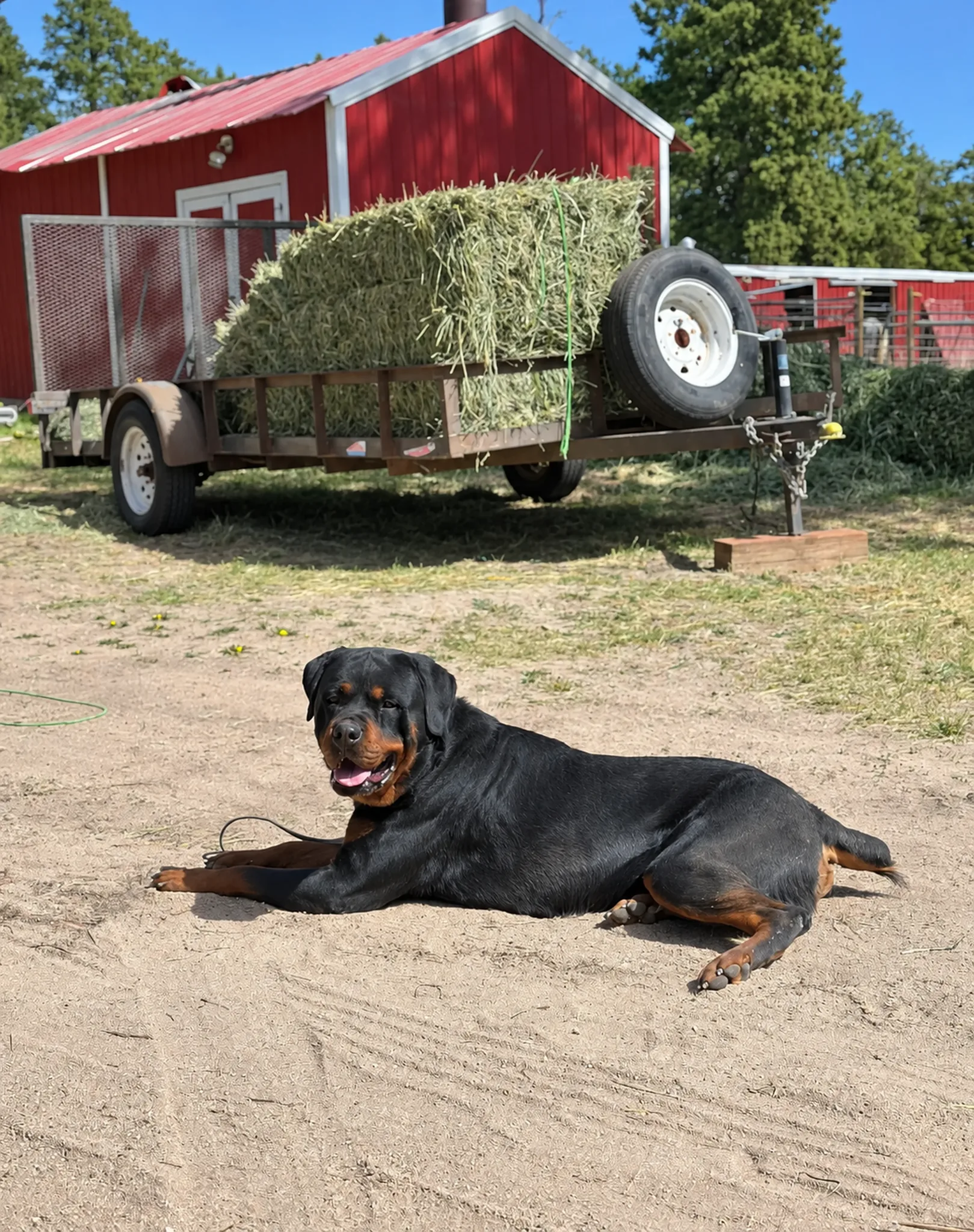 Barn Wagon Dog at Pinnacle K9.