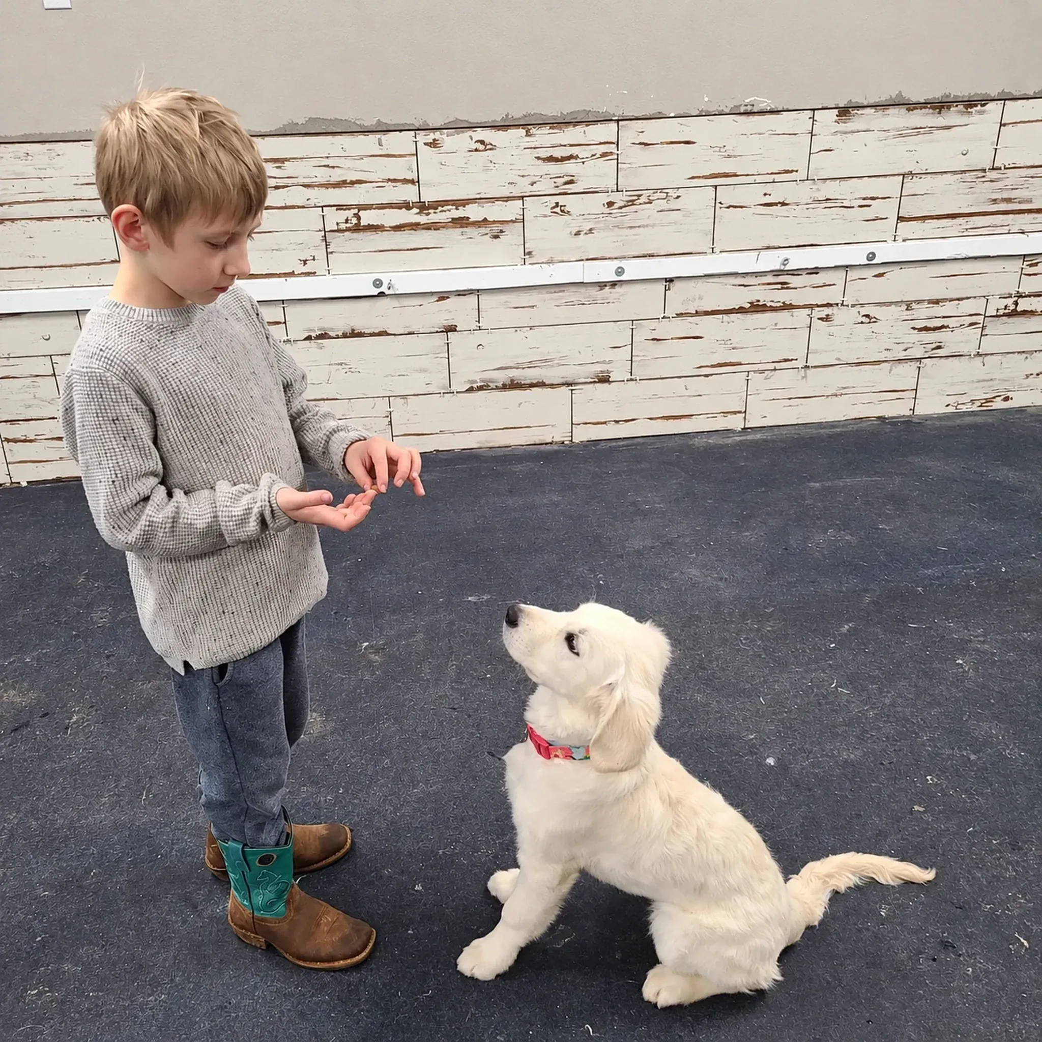 Child With White Dog at Pinnacle K9.
