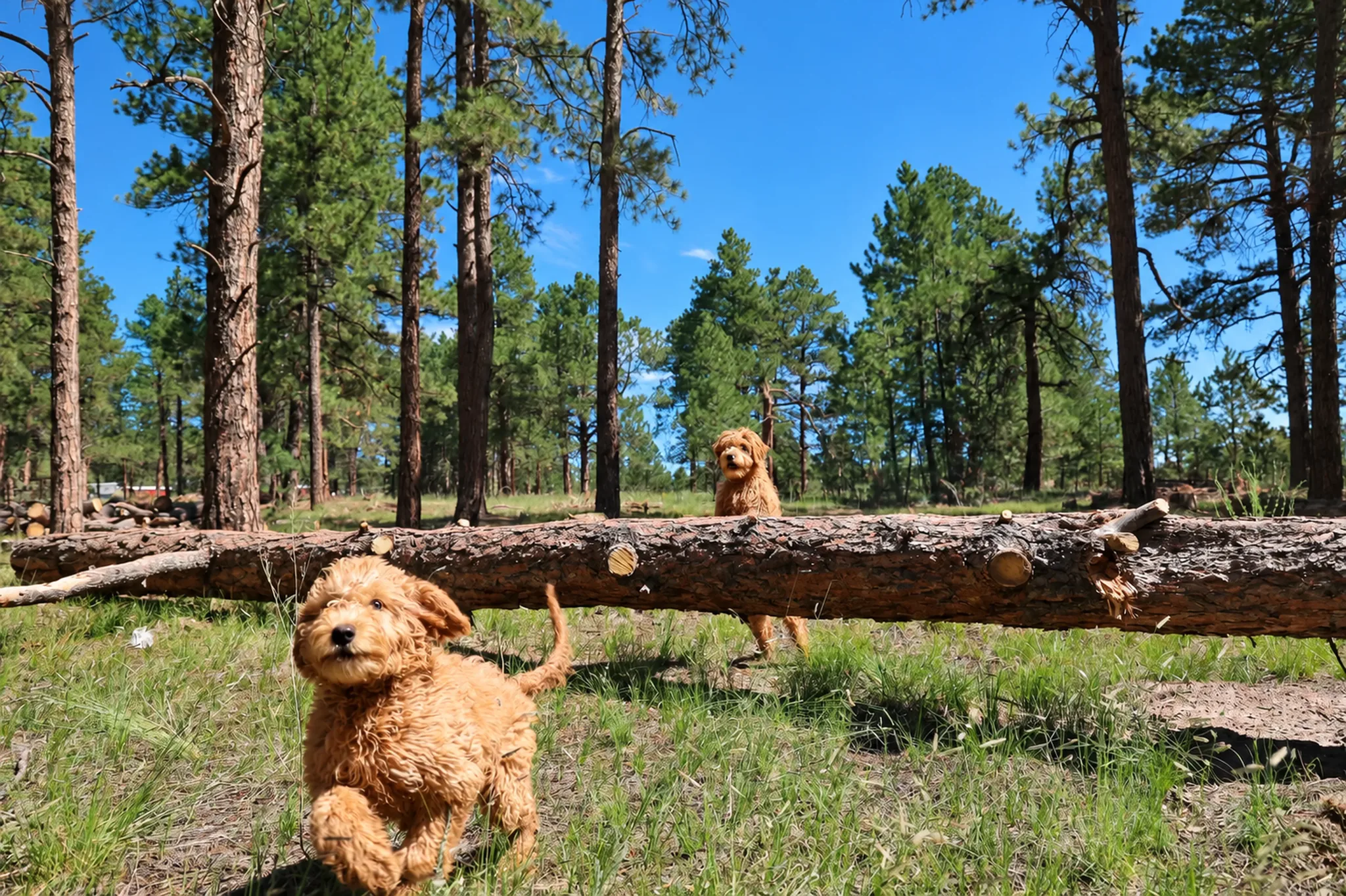 Dog By Fallen Tree at Pinnacle K9.