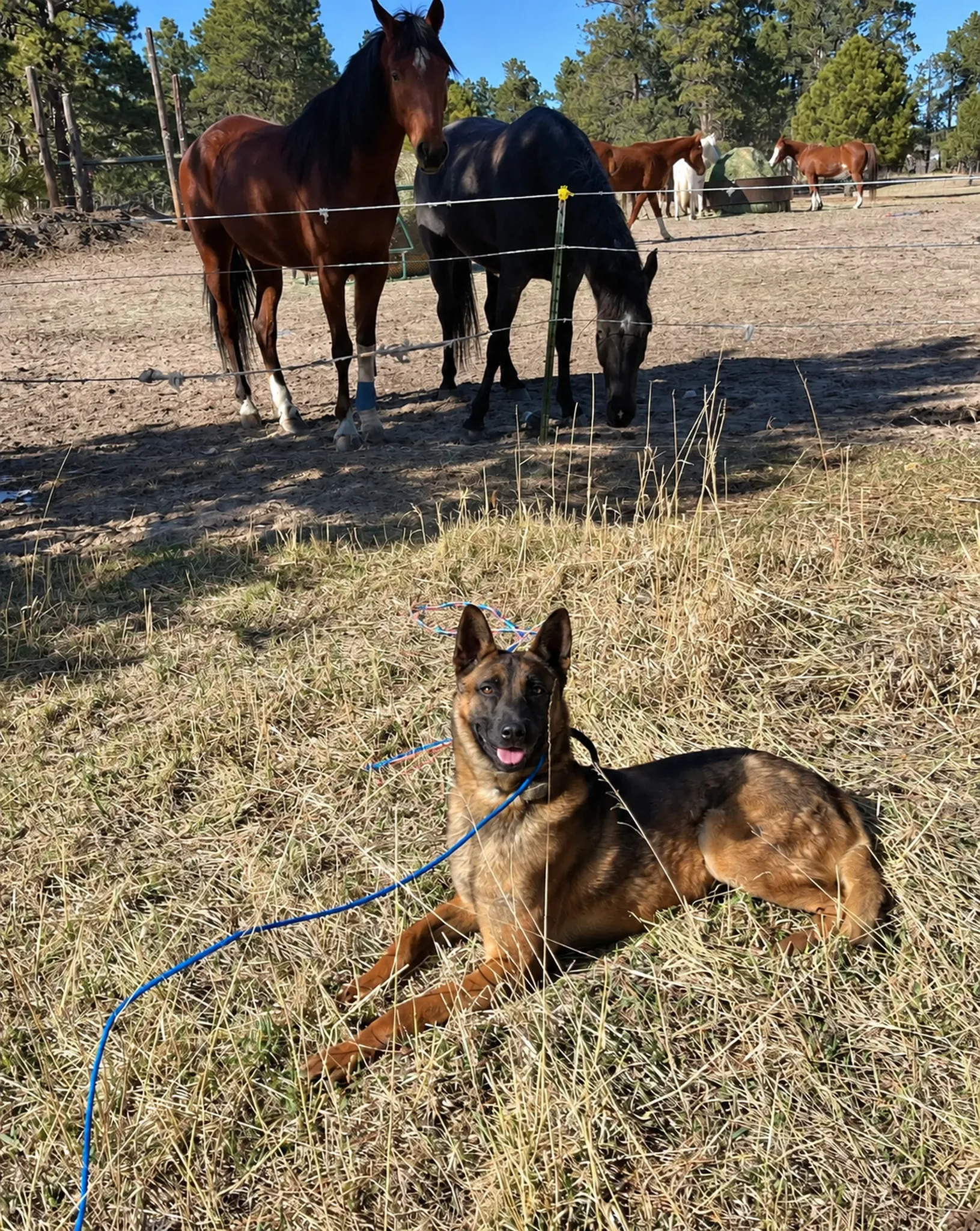 Dog near horses in the open pasture.