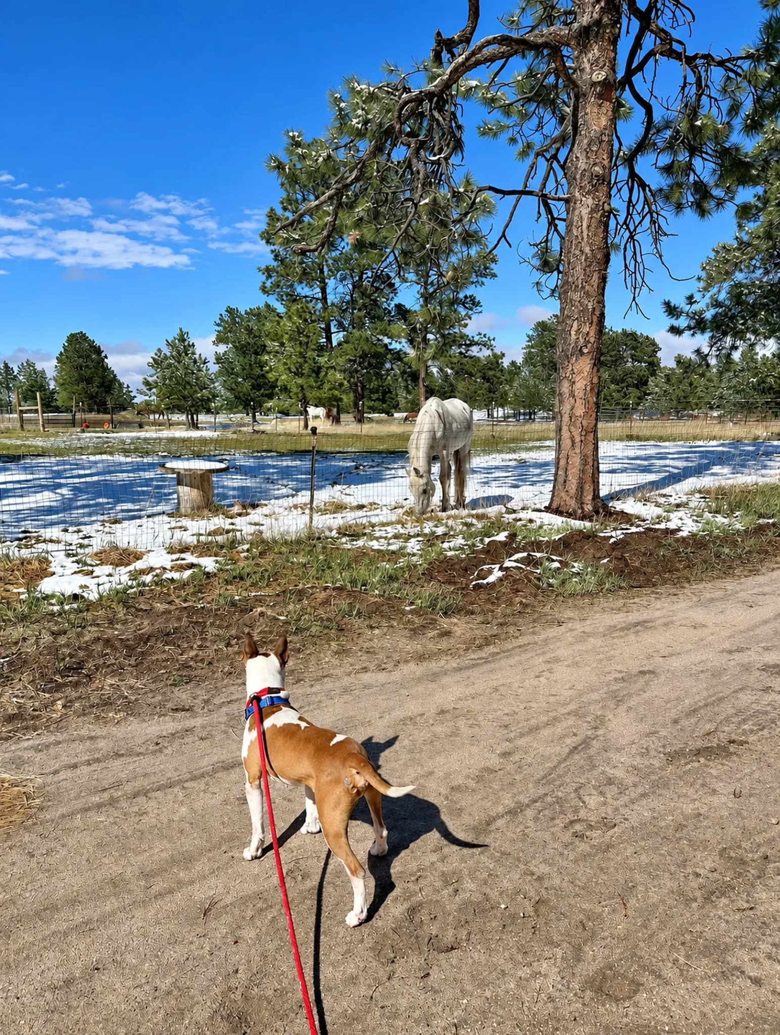 Dog near a horse area on the wooded ranch property.