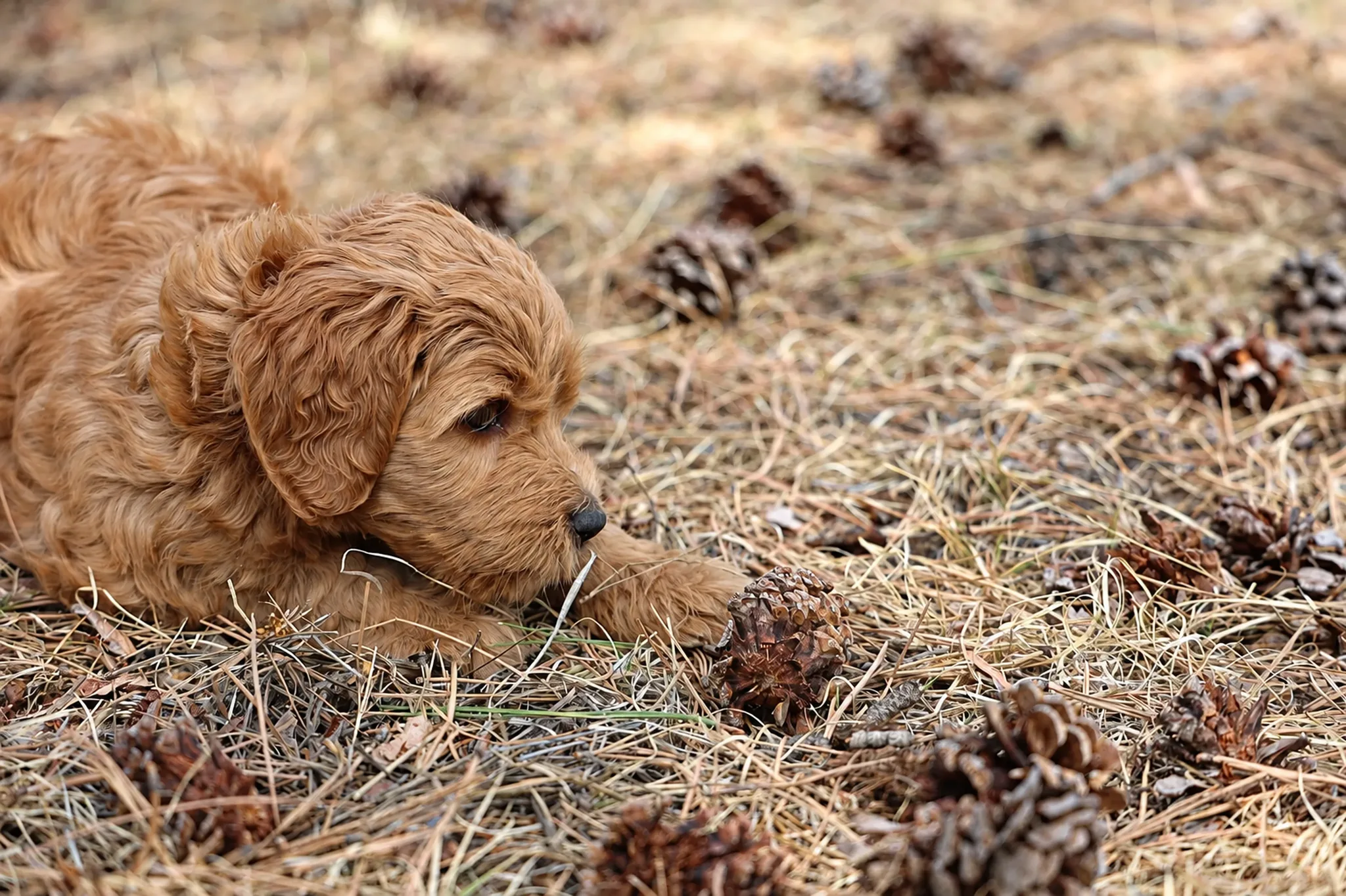 Dog resting in tall grass on the wooded acreage.