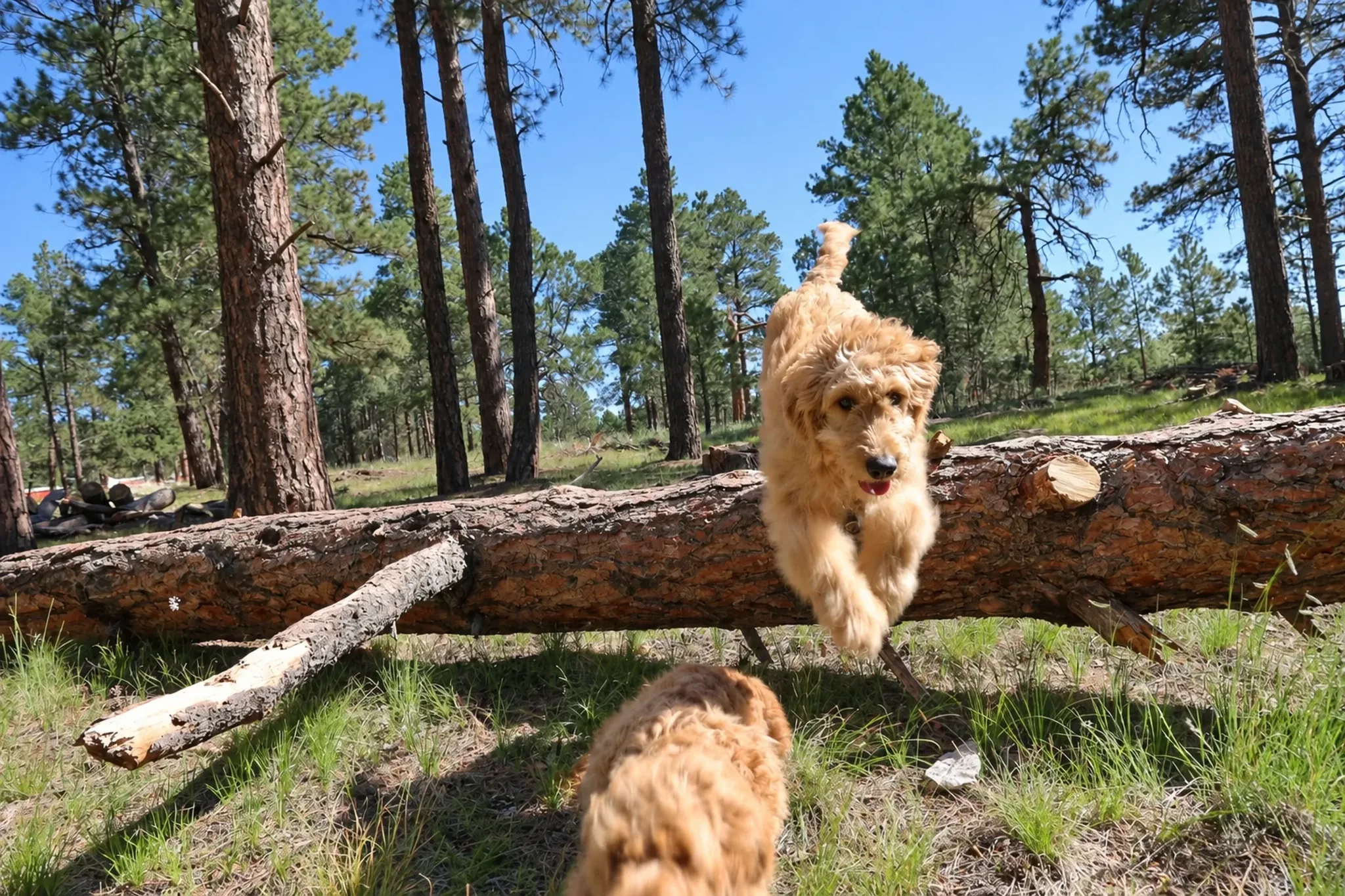 Dog Jumping Log at Pinnacle K9.
