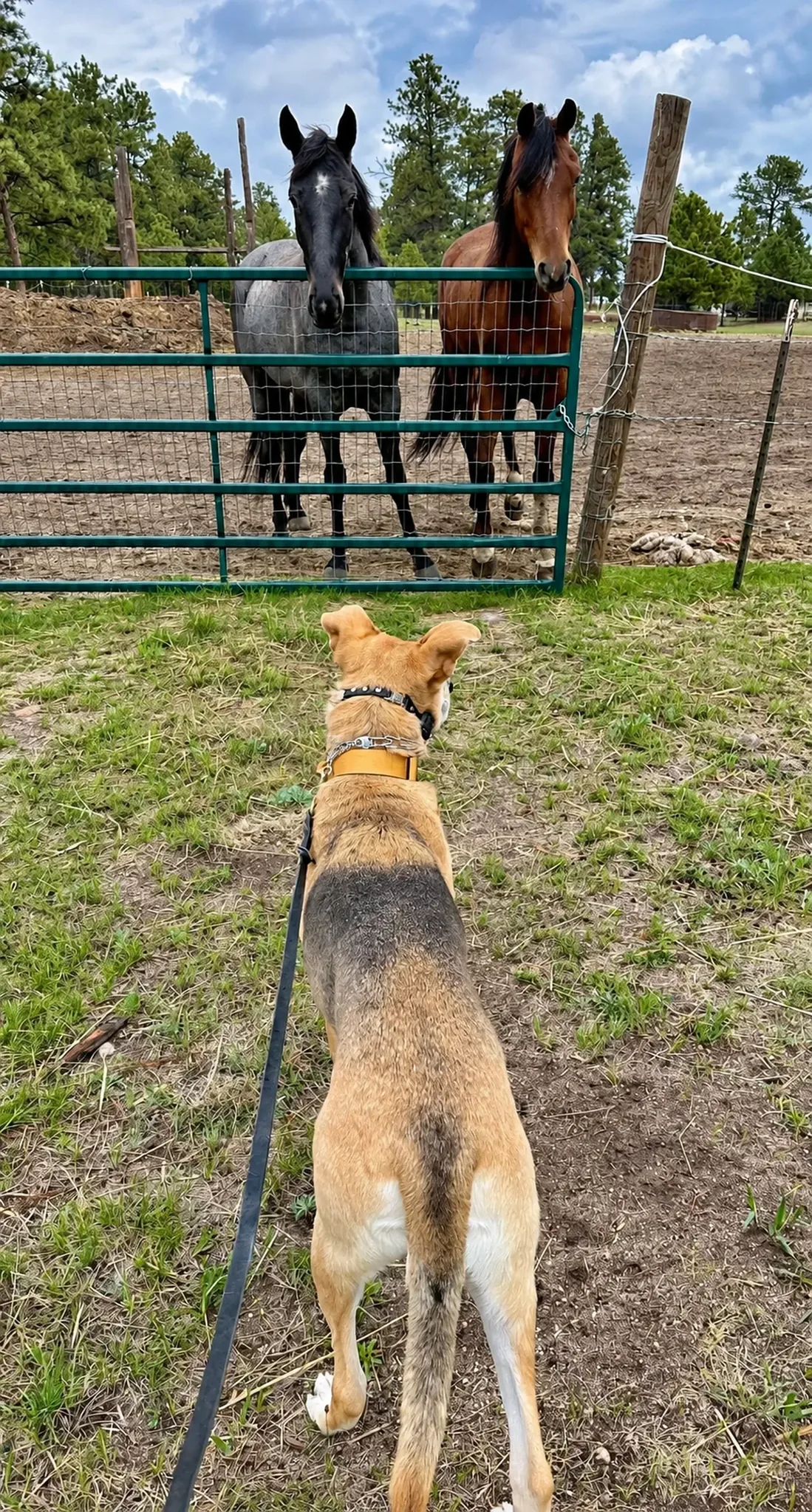 Dog Near Horses at Pinnacle K9.