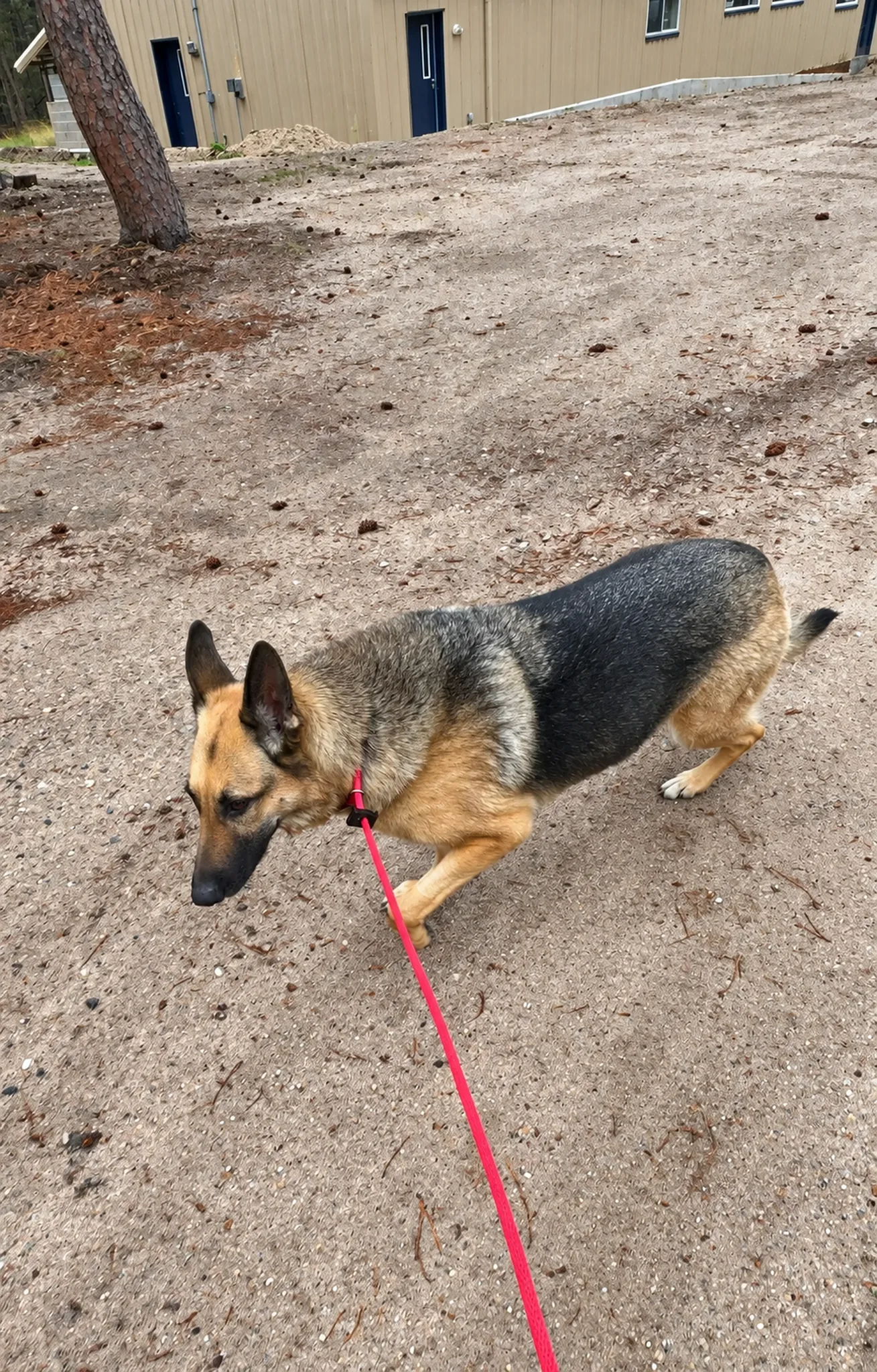 Dog practicing obedience on the ranch training field.