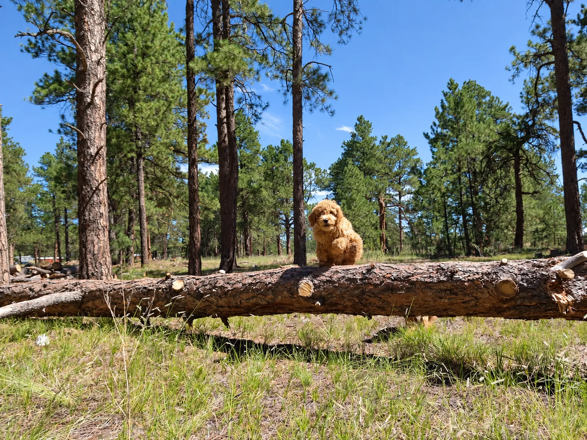 Dog beside a fallen log in the pine woods on the property.