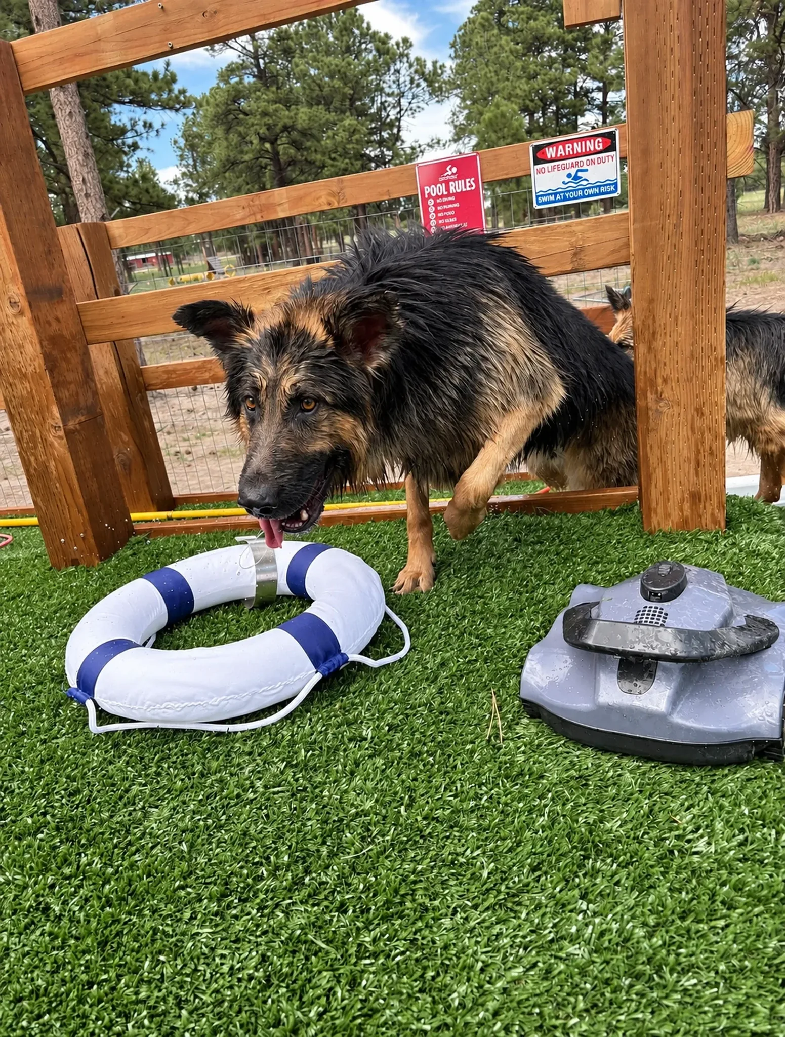 Dog On Pool Float at Pinnacle K9.