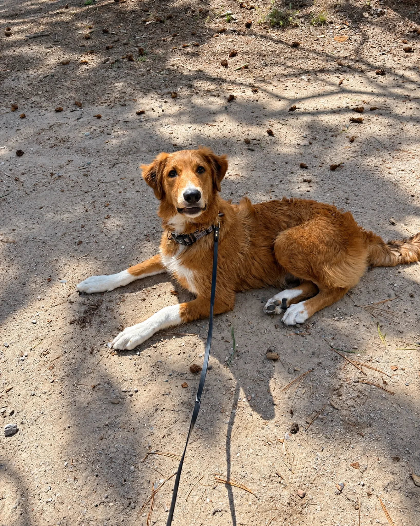 Dog resting on the natural ground of the property.