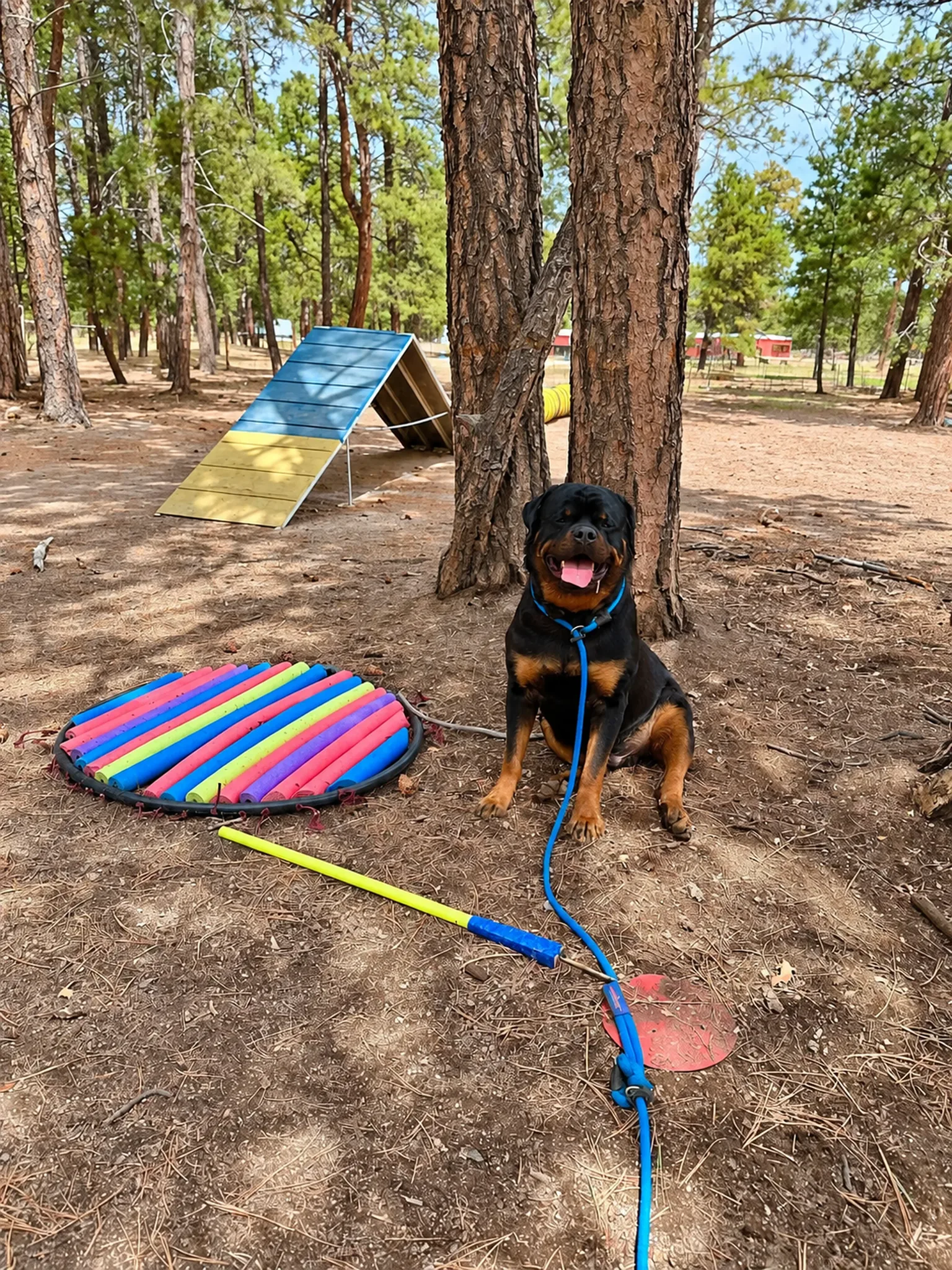 Dog Toy In Woods at Pinnacle K9.