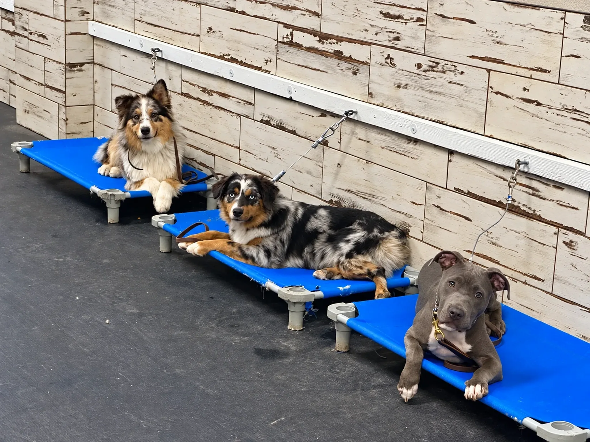 Dogs On Elevated Platforms at Pinnacle K9.