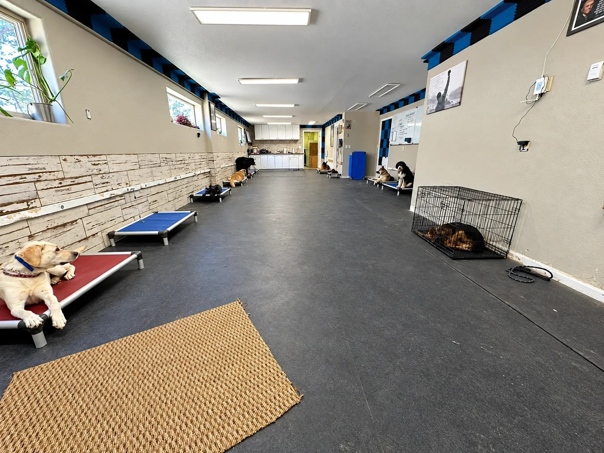 Indoor Boarding Facility at Pinnacle K9.