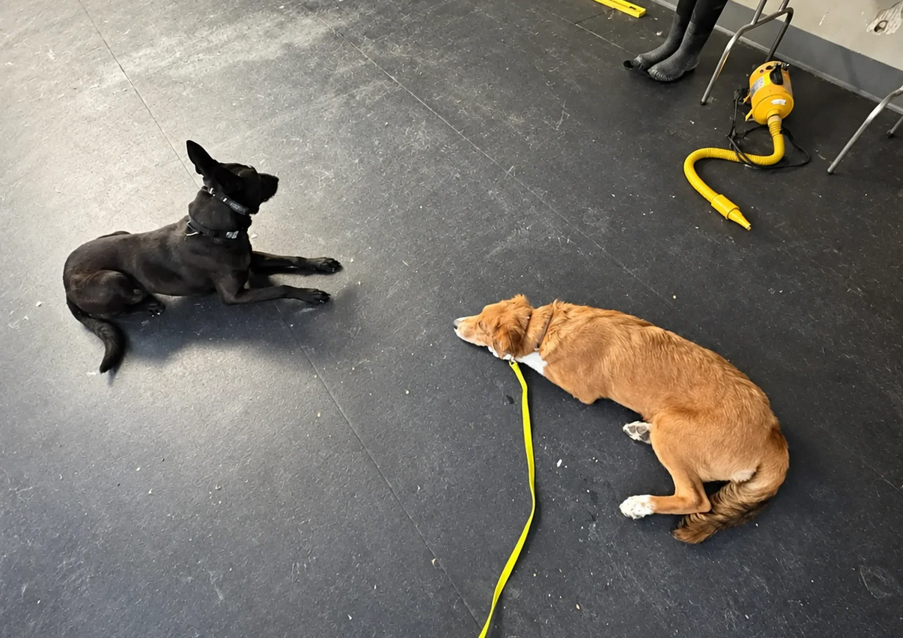 Trainer With Shepherd at Pinnacle K9.