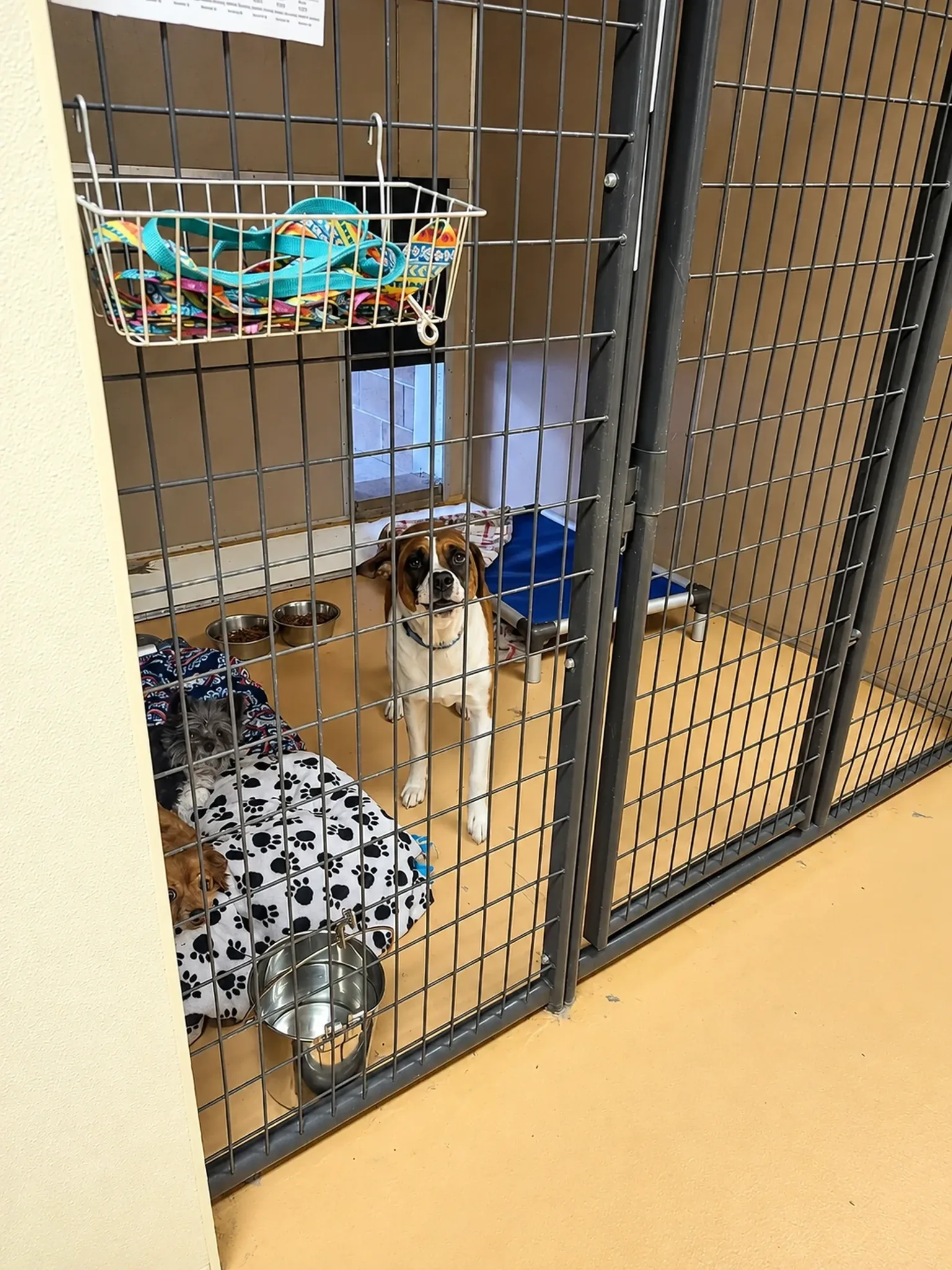 Indoor Kennel Dog at Pinnacle K9.