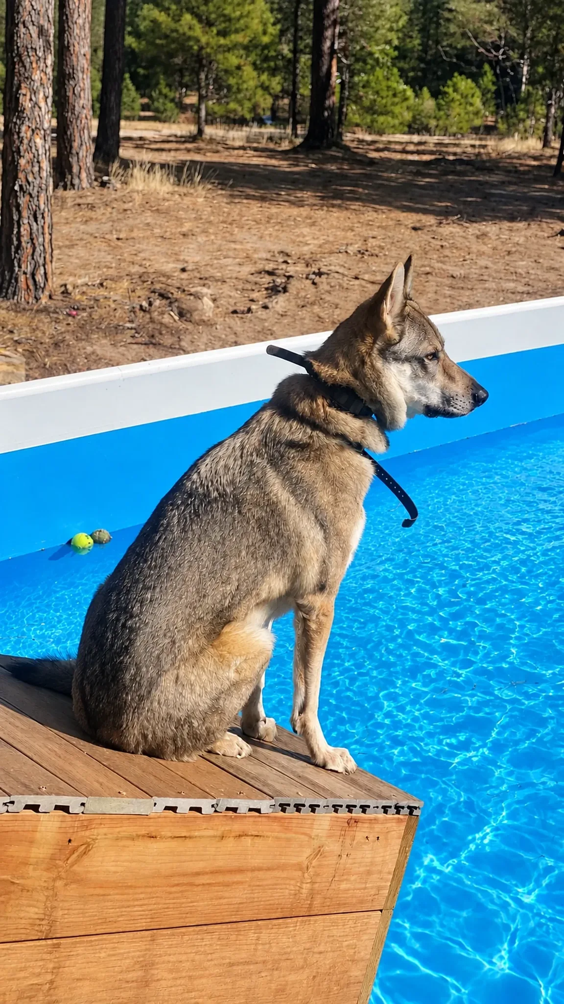 Shepherd At Pool at Pinnacle K9.