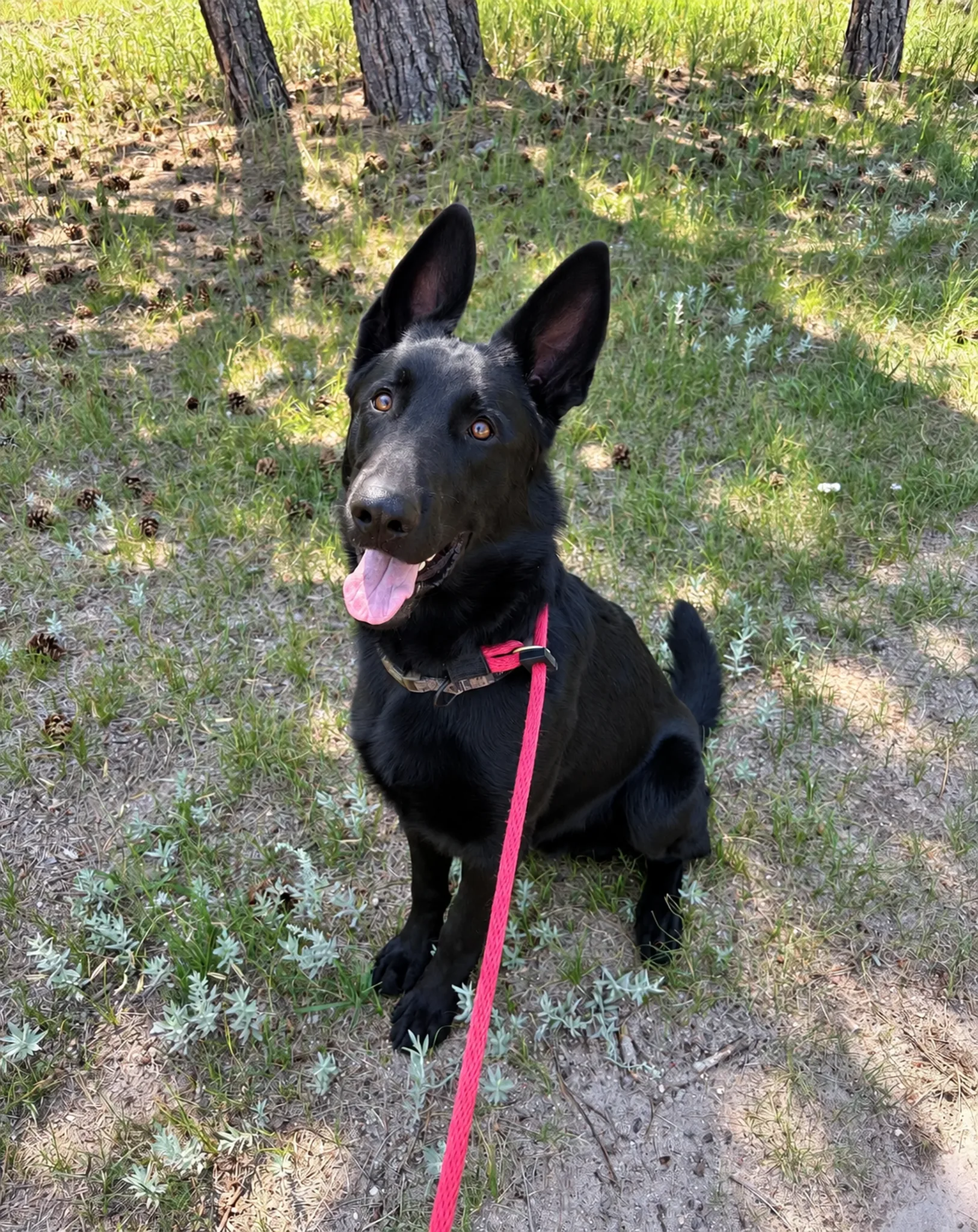German Shepherd walking through the pine woods.