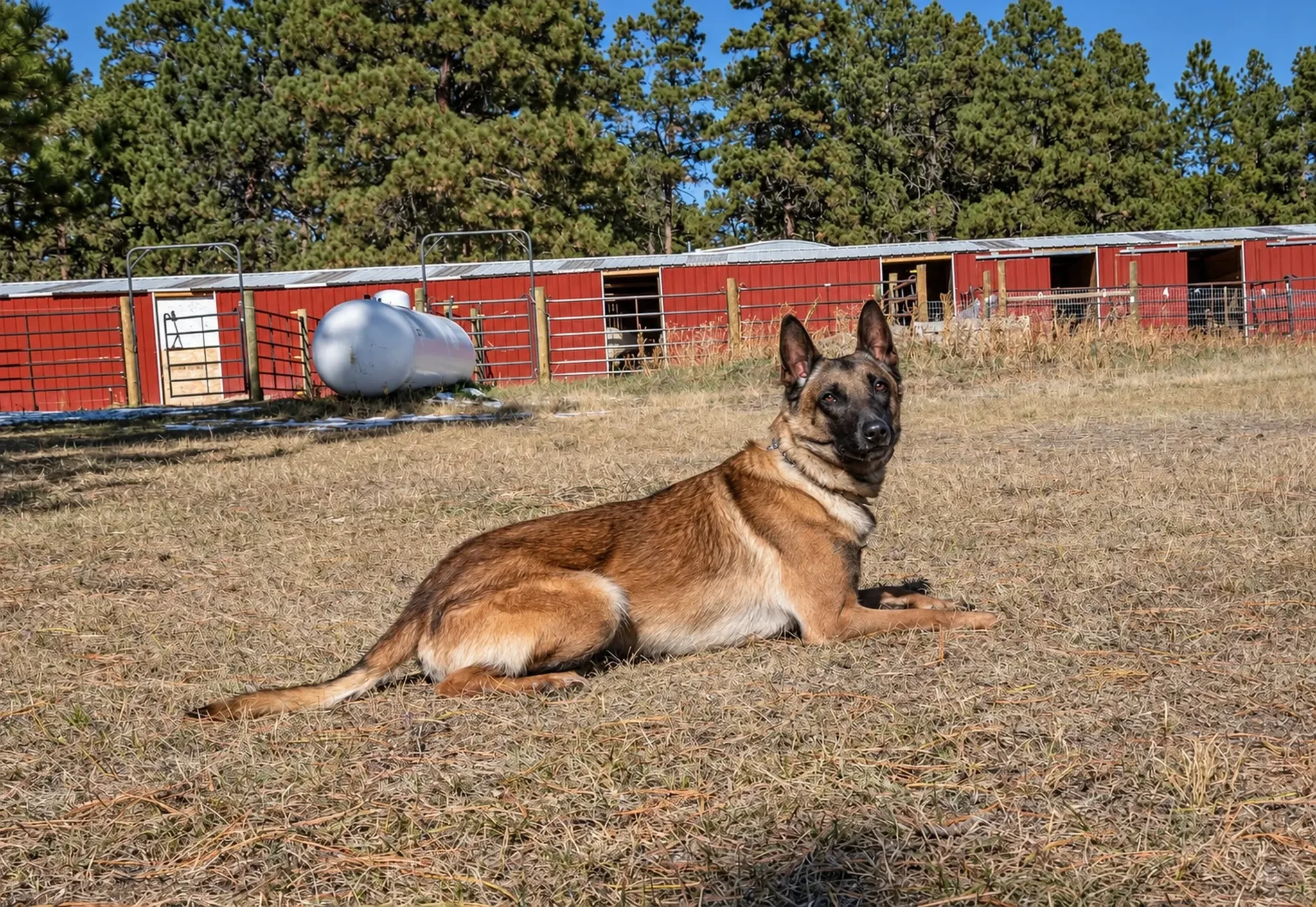 Shepherd On Ranch Field at Pinnacle K9.