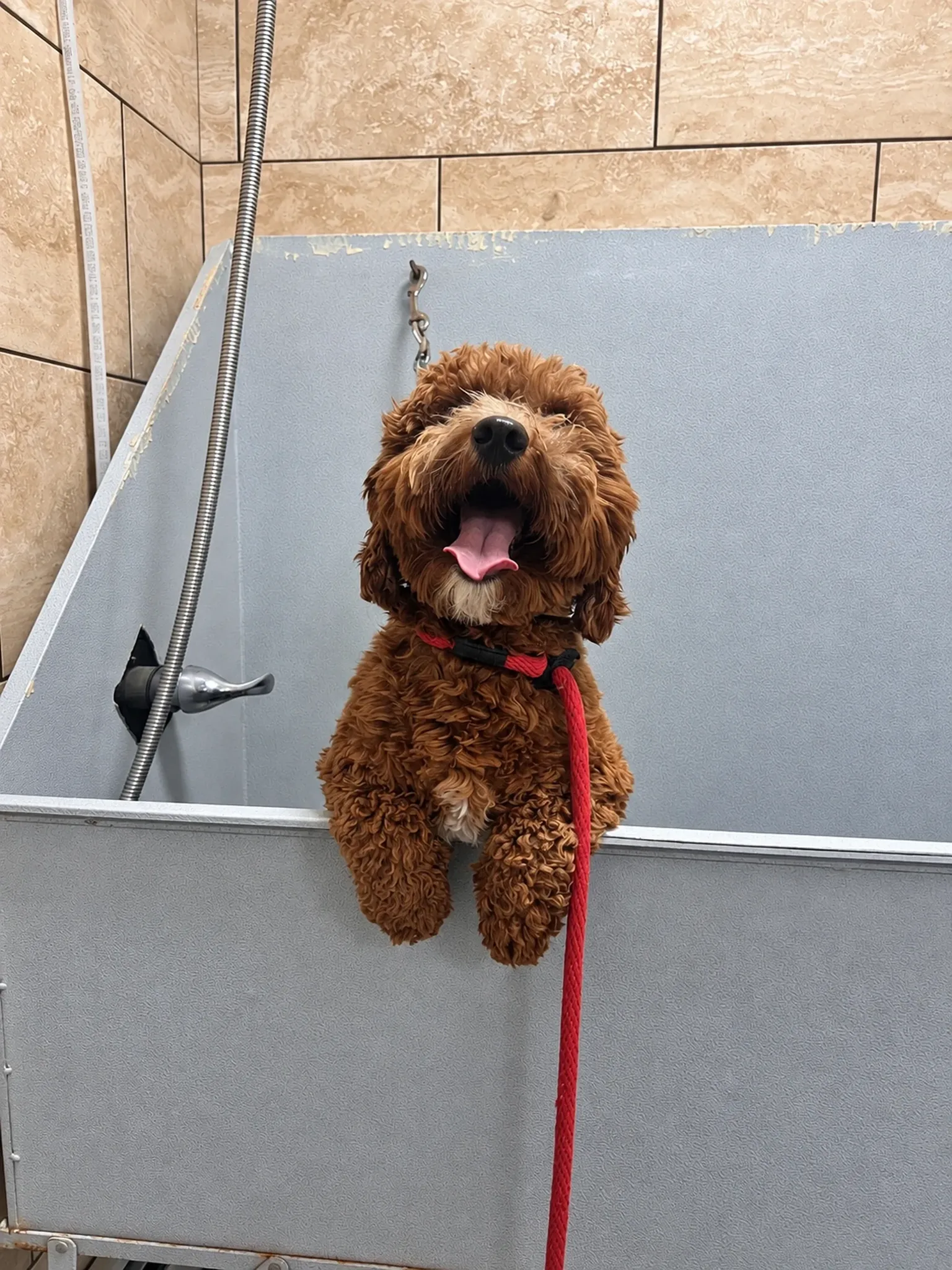 Small Dog Boarding Corridor at Pinnacle K9.