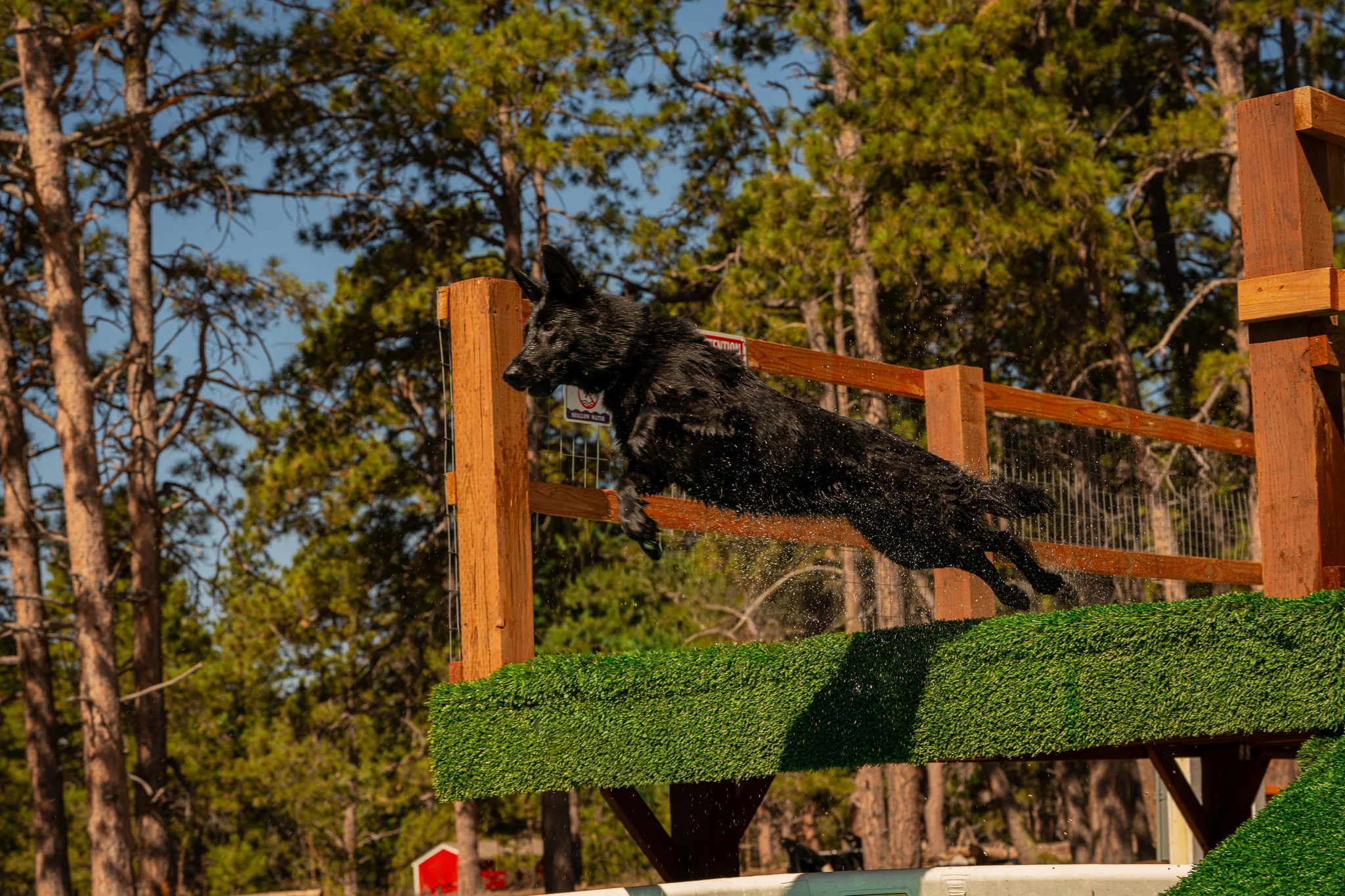 Black dog leaping from the pool dock.