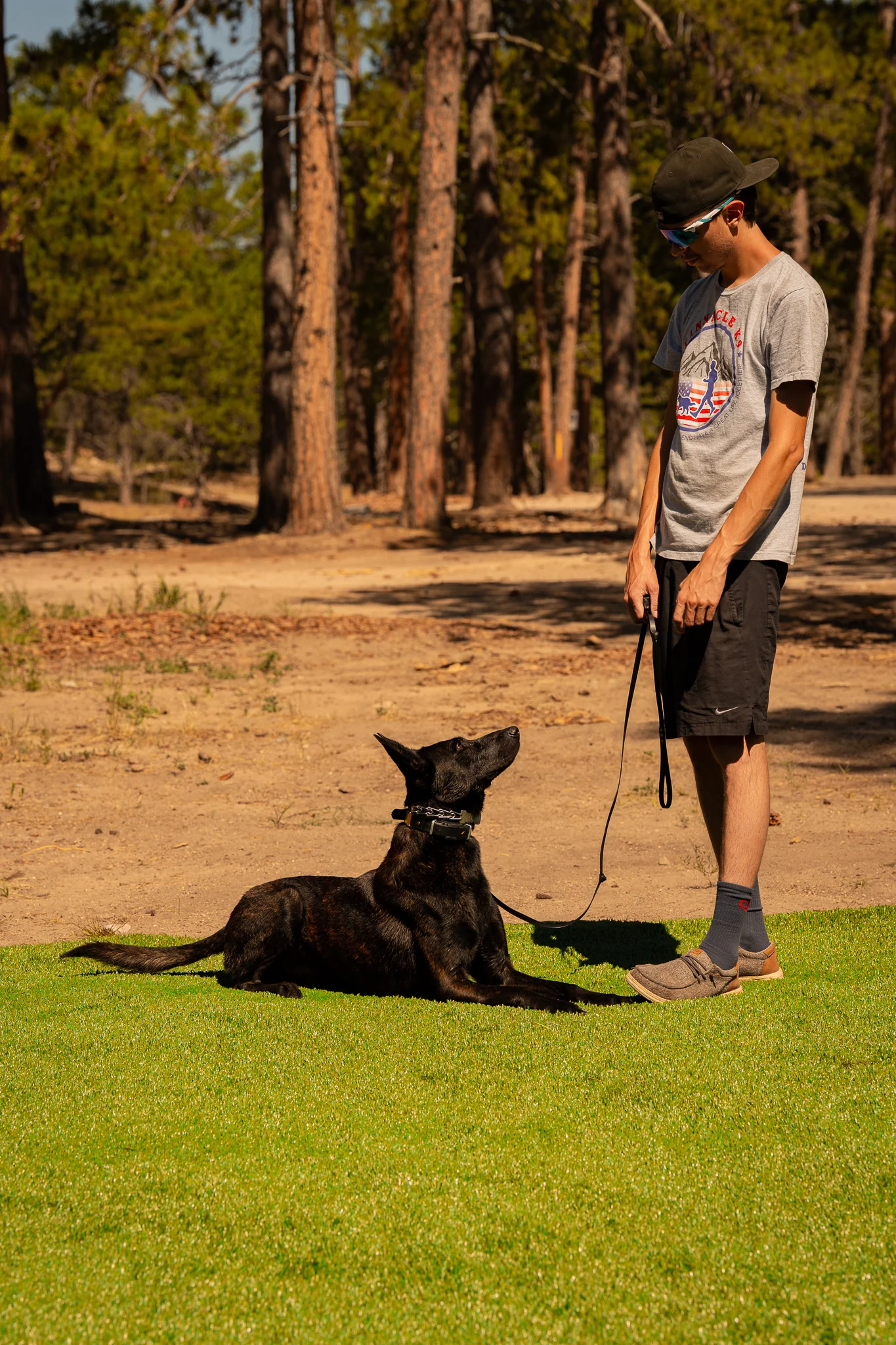 Black dog lying on turf and looking up toward a handler.
