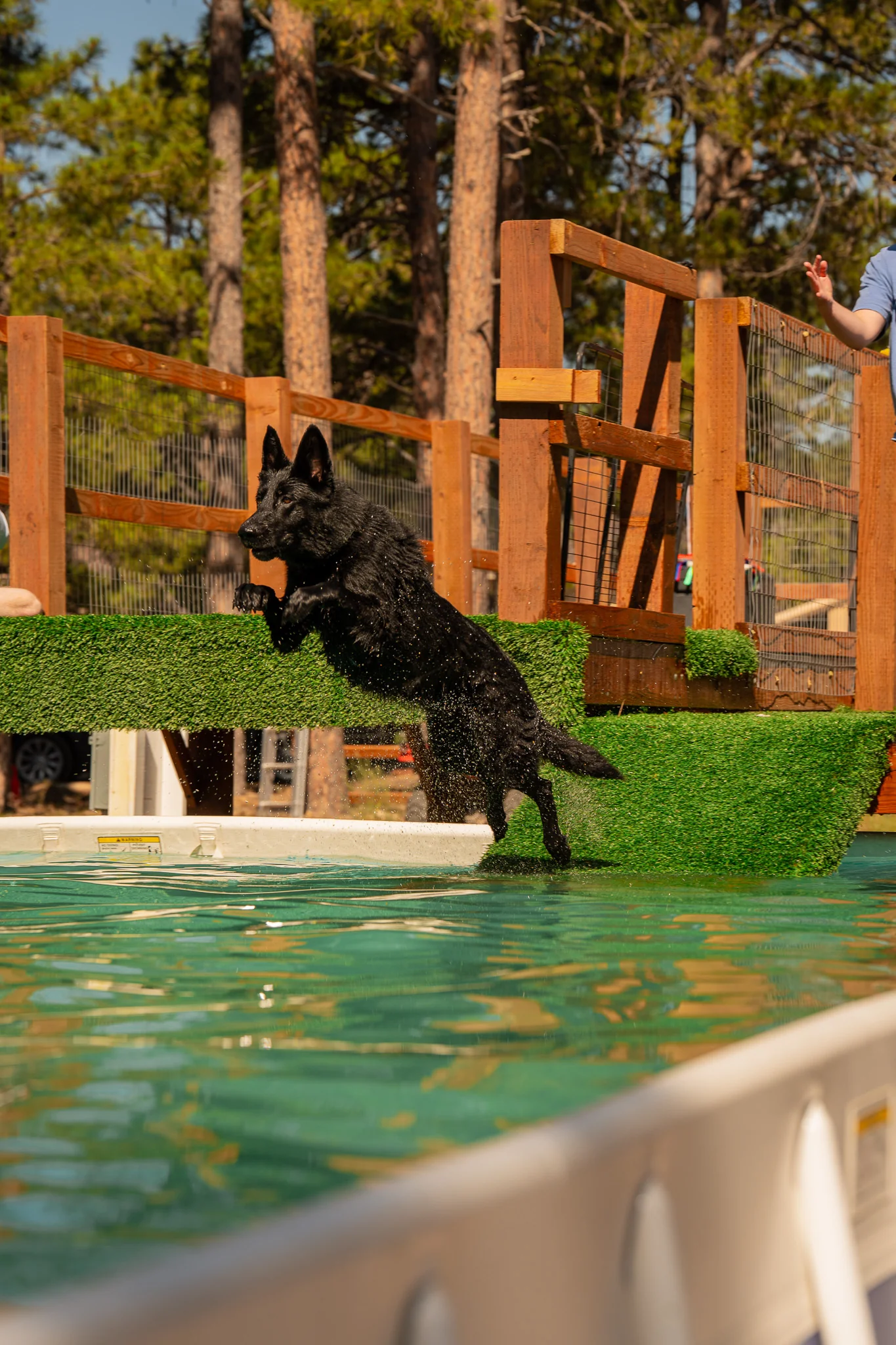 Black dog entering the pool with front paws raised at Pinnacle K9.