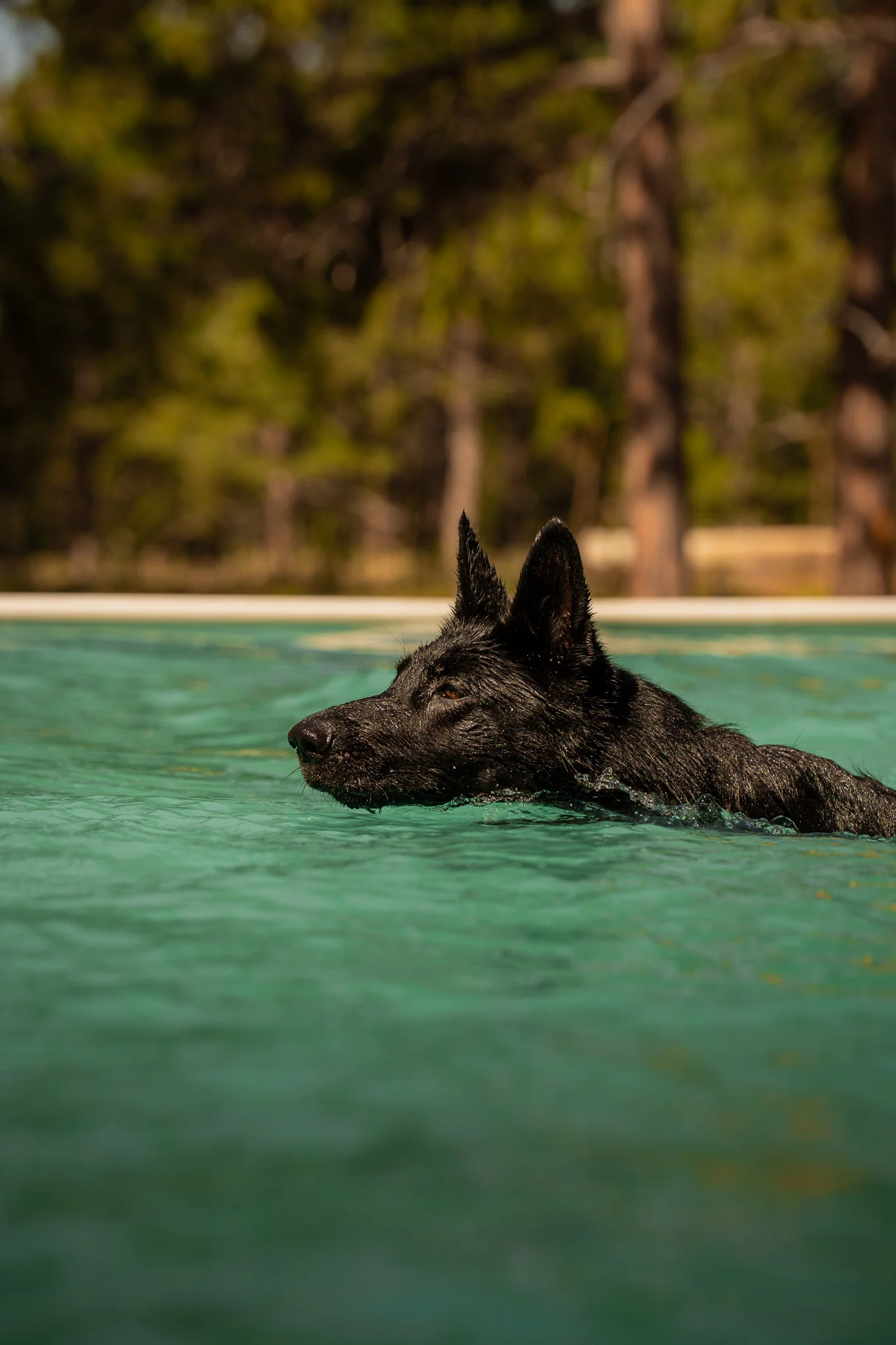 Black dog swimming in profile in the pool at Pinnacle K9.
