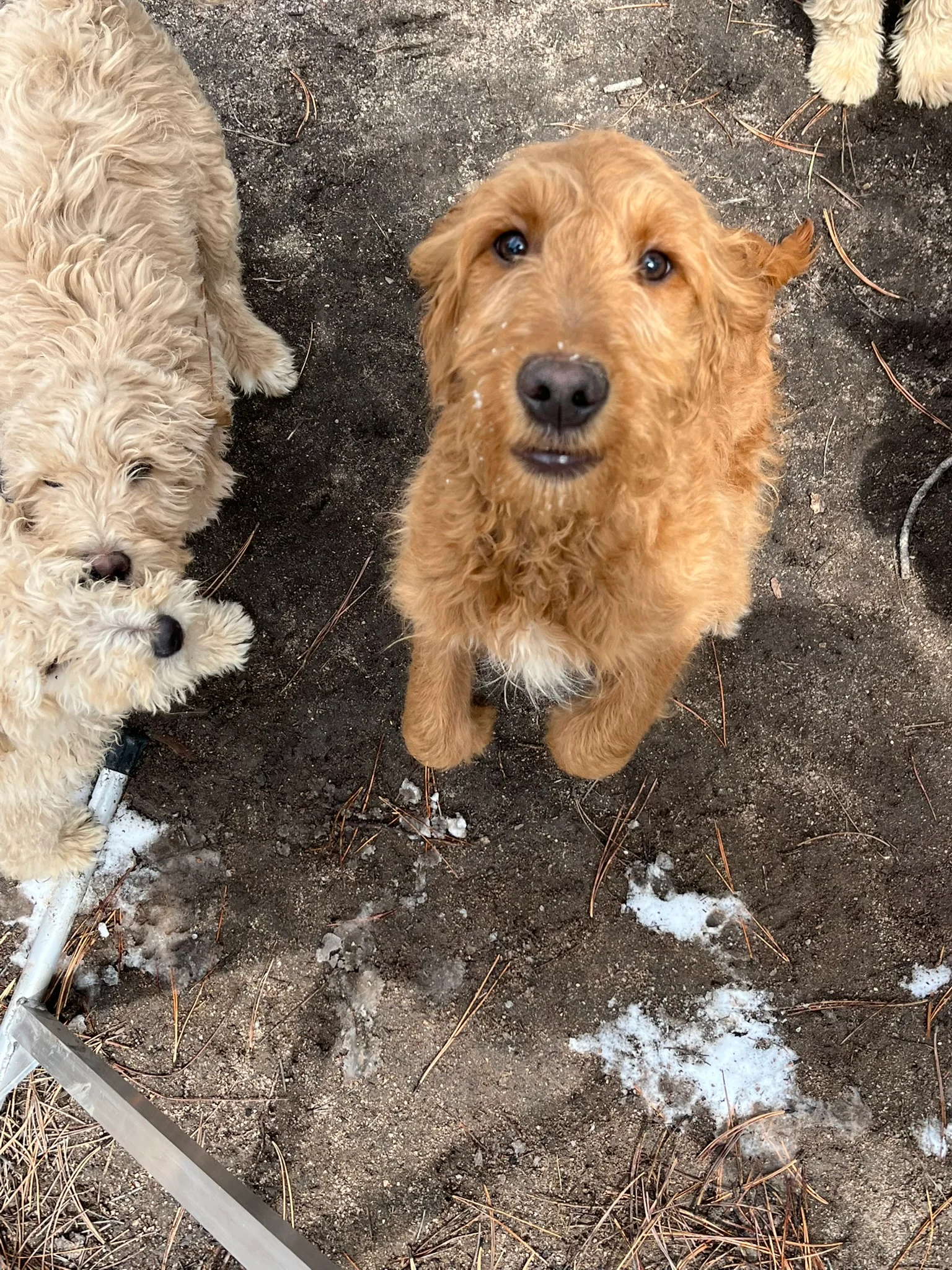 Golden puppy looking up beside cream puppies in the snow.