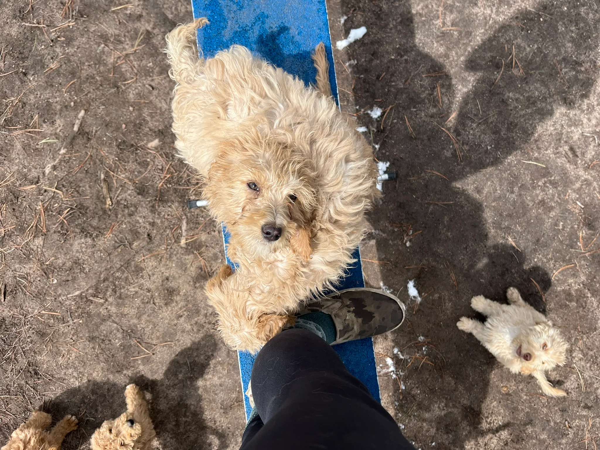 Shaggy puppy resting its paws on a handler's shoe beside a blue agility plank.