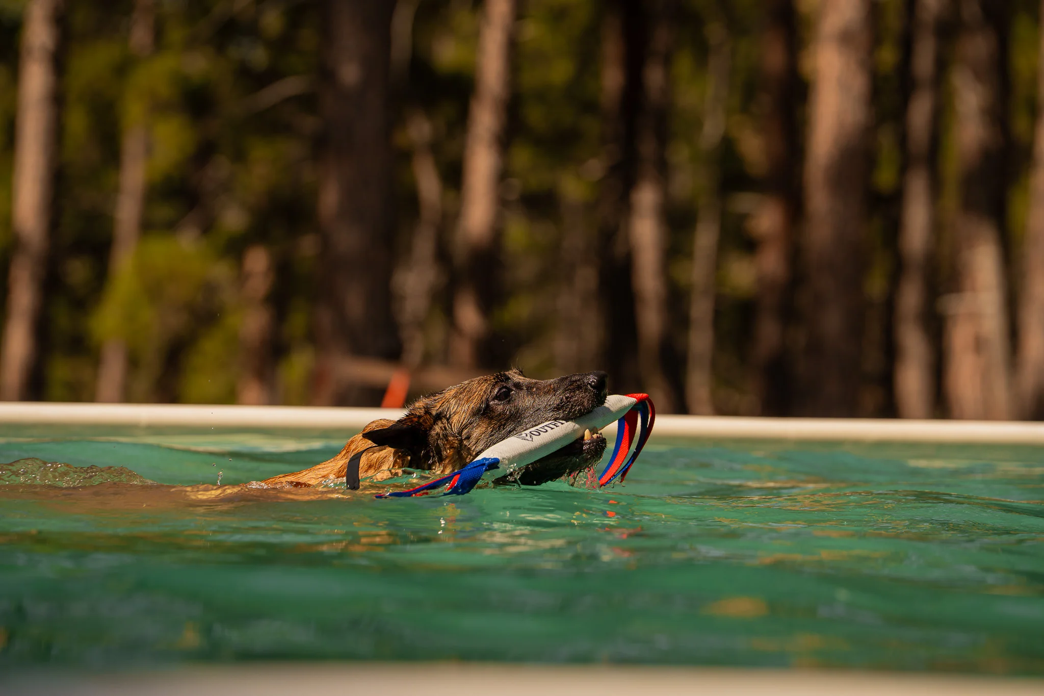 Tan dog retrieving a bumper while swimming at the pool waterline.
