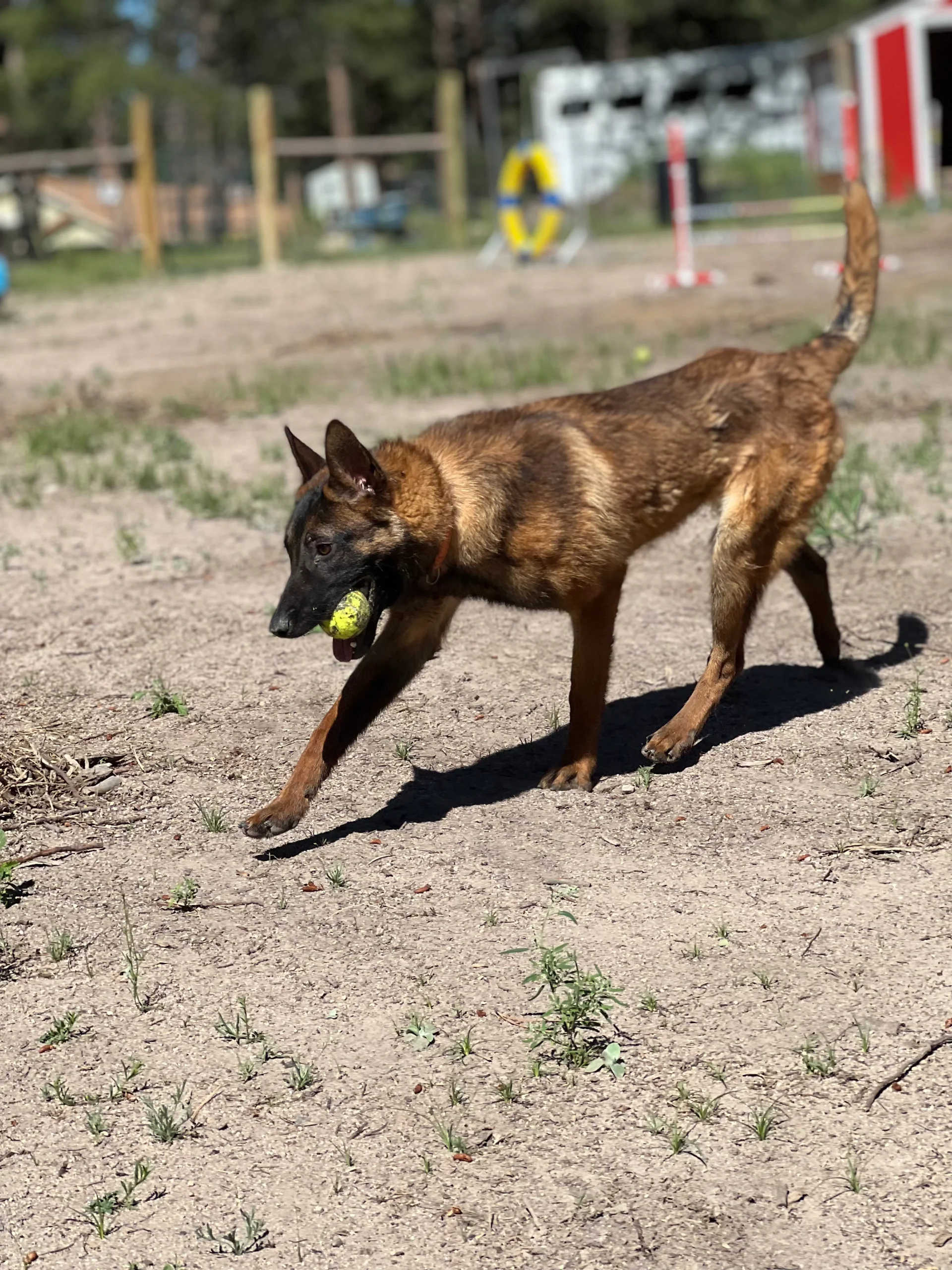 Tan dog carrying a tennis ball across the agility field.