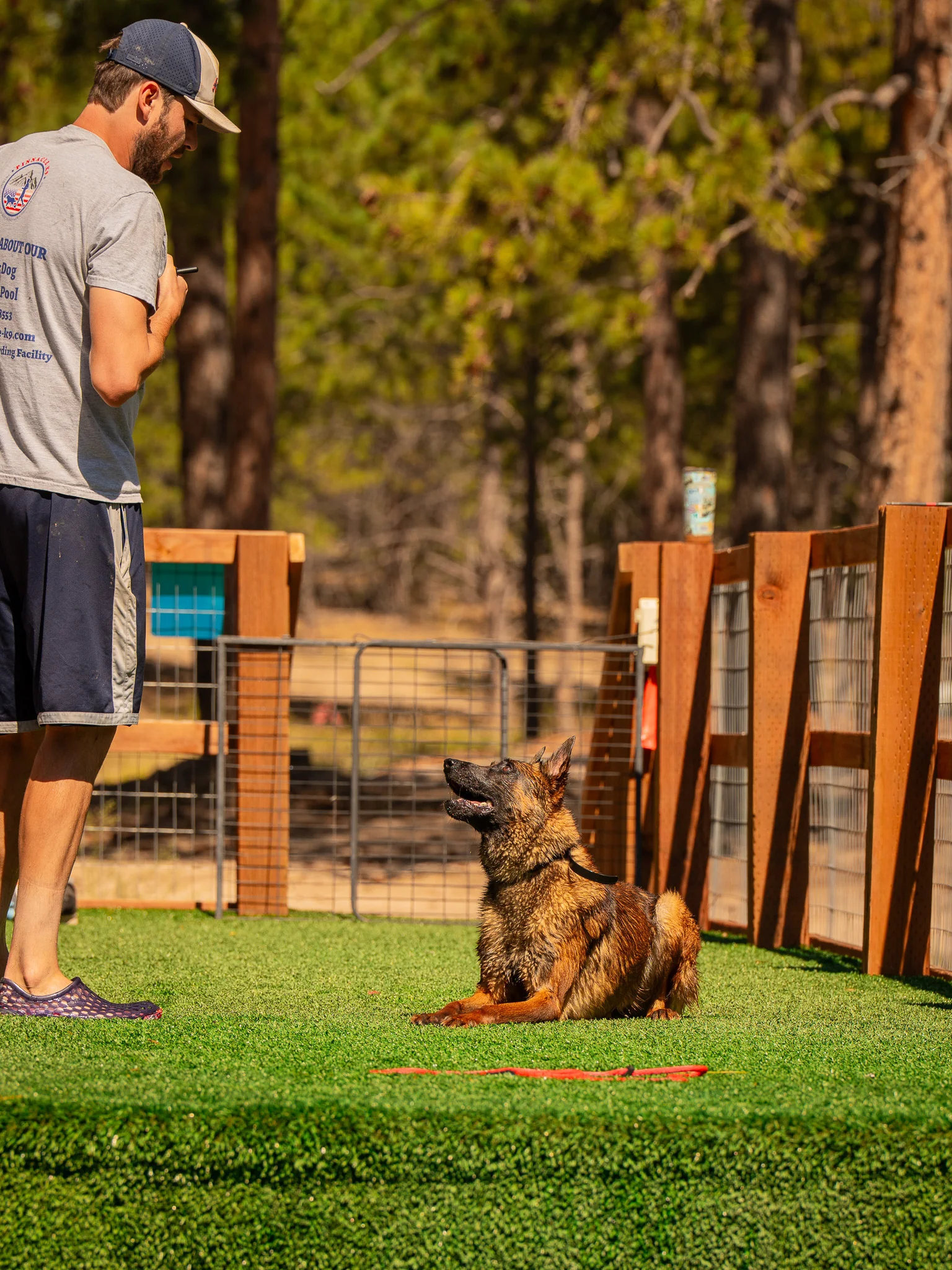 Tan dog in a down position facing a handler on the turf-covered dock.