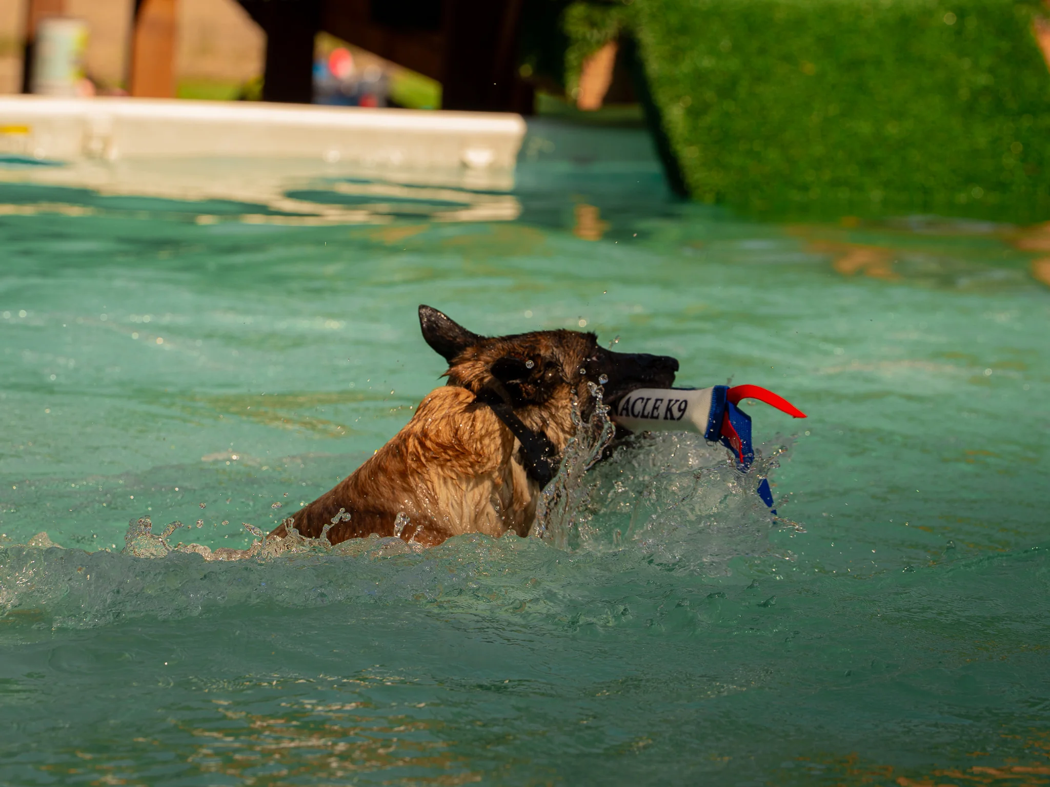 Tan dog swimming with a red-and-blue bumper at Pinnacle K9.